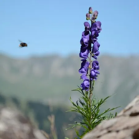 Hotel Hari Im Schlegeli * Adelboden