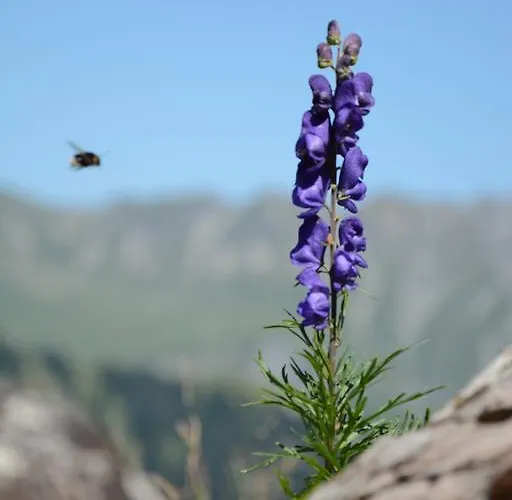 Pension Hari im Schlegeli * Adelboden