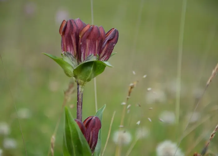 Hotel Hari Im Schlegeli Guest house