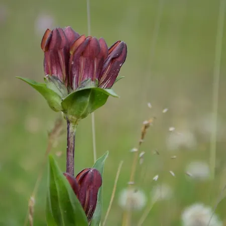 Hotel Hari Im Schlegeli בית הארחה